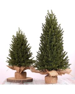 Mini Christmas Tree 3 Sizes | Premium PE Holiday Decorations | Perfect for Apartment & Office Party 2024