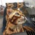 Bengal cat with distinctive features bedding set