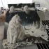 Longhaired british cat in lunar landscapes bedding set