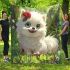 Cute baby white pomeranian with blue eyes blanket